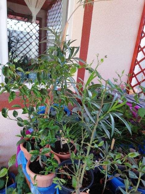 Lămâi, leandrii roz mari, - Plante de interior
