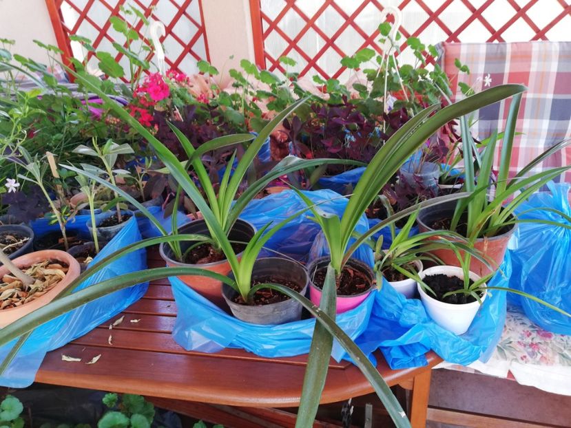 Amarylis - Plante de interior