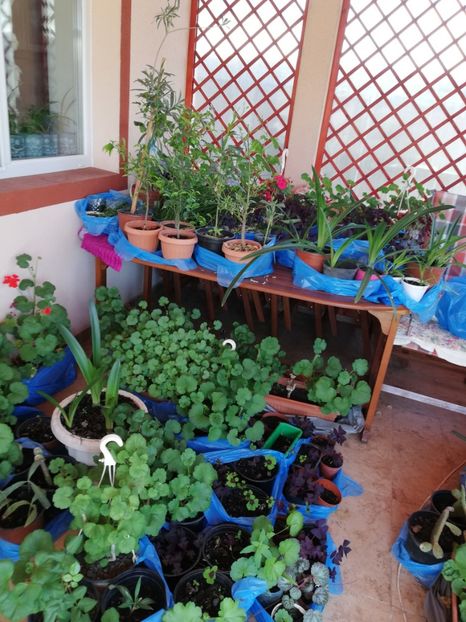 Diverse - Plante de interior