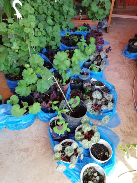 Trifoi verde - Plante de interior