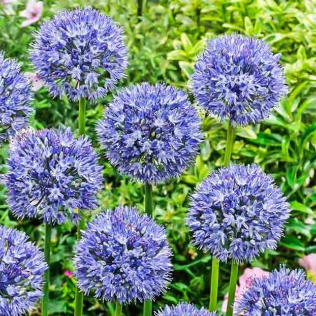 allium-azureum-1 - ALLIUM AZUREUM