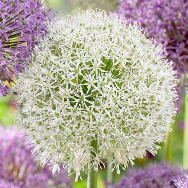 allium-mount-everest_1 - ALLIUM MOUNT EVEREST