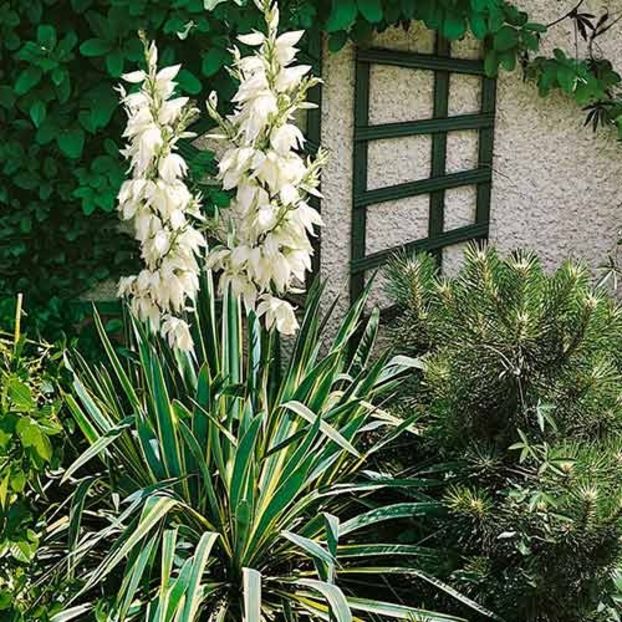 yucca-bright-edge - YUCCA DE GRĂDINĂ