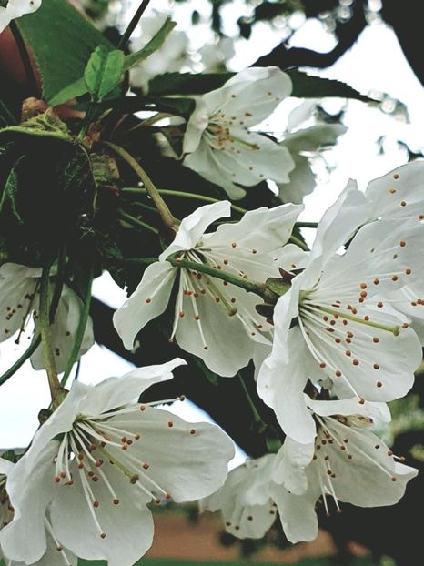 Flori de cireși - - P - Fotografii