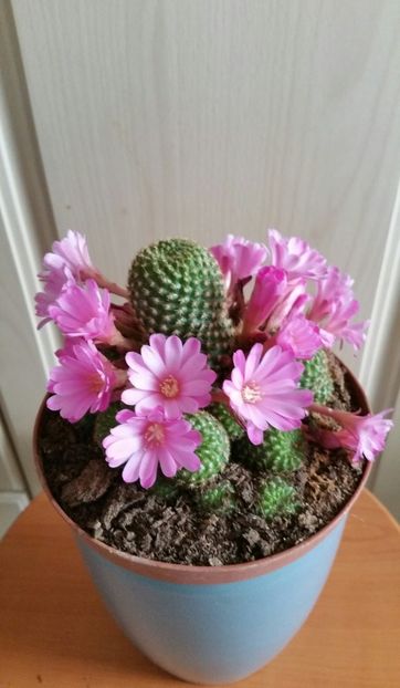 Rebutia perplexa - 2021