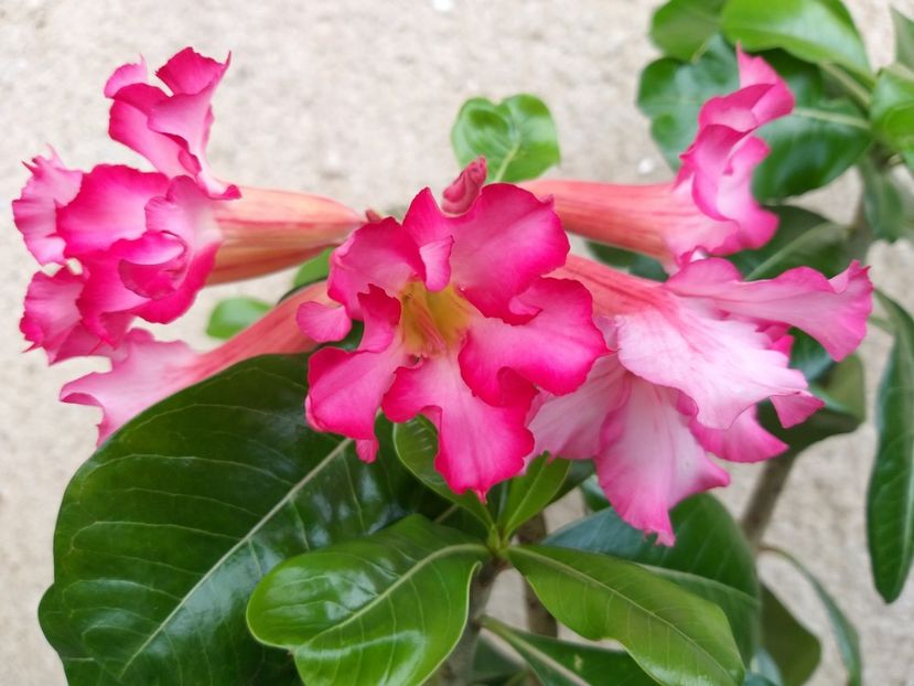  - adenium