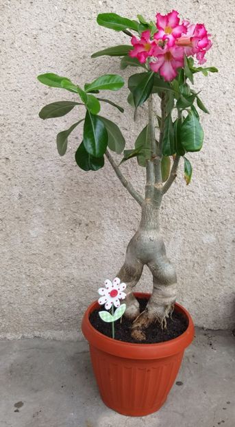  - adenium