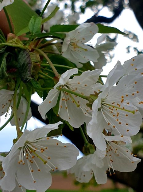  - - O - Fotografii x