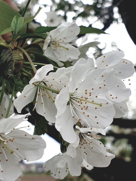  - - O - Fotografii x