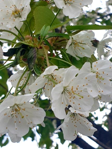  - - O - Fotografii x