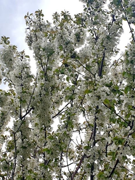  - - O - Fotografii x