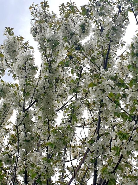  - - O - Fotografii x