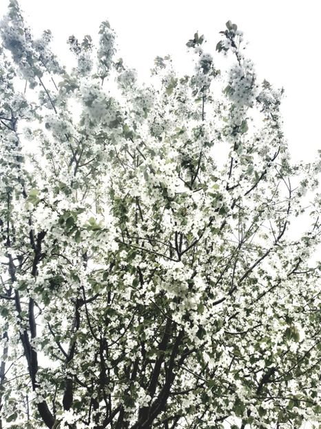  - - O - Fotografii x