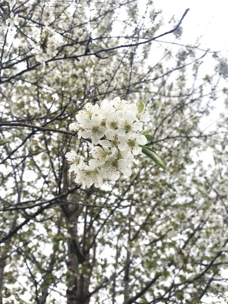  - - O - Fotografii x