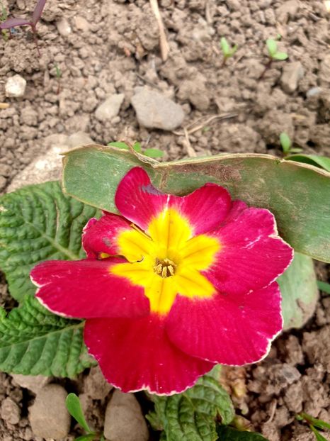  - - O - Fotografii x