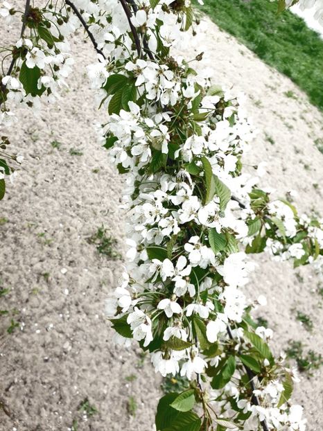  - - O - Fotografii x