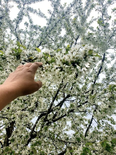  - - O - Fotografii x