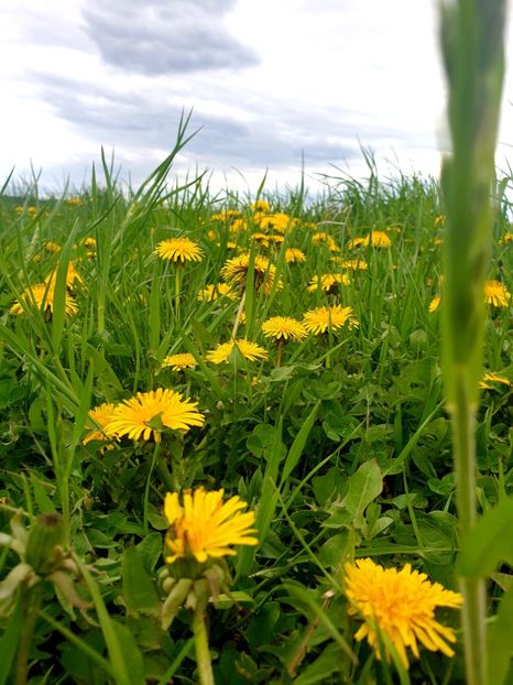  - - O - Fotografii x