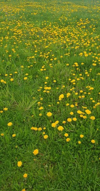  - - O - Fotografii x