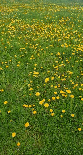  - - O - Fotografii x