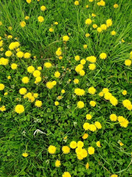  - - O - Fotografii x