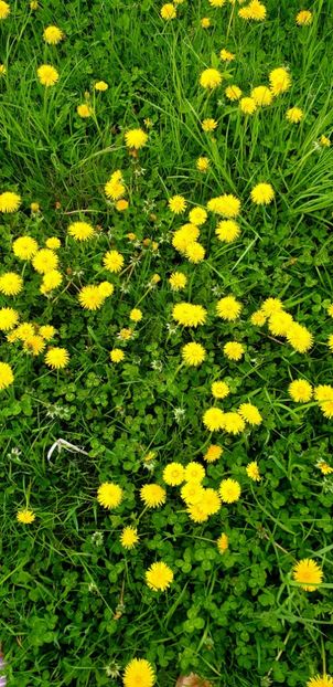  - - O - Fotografii x