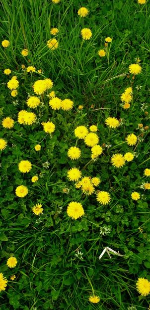  - - O - Fotografii x