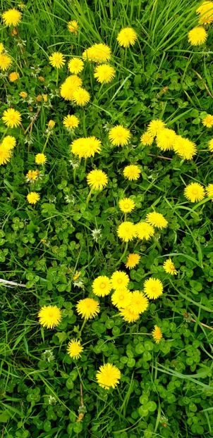  - - O - Fotografii x