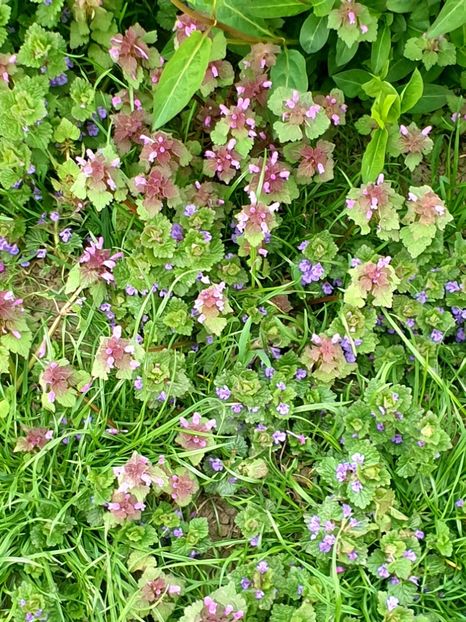  - - O - Fotografii x