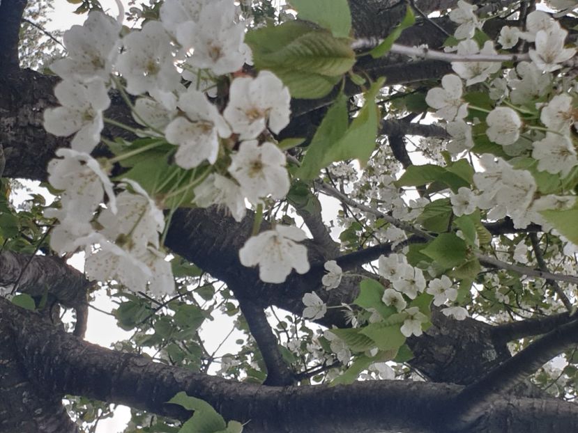  - - O - Fotografii x