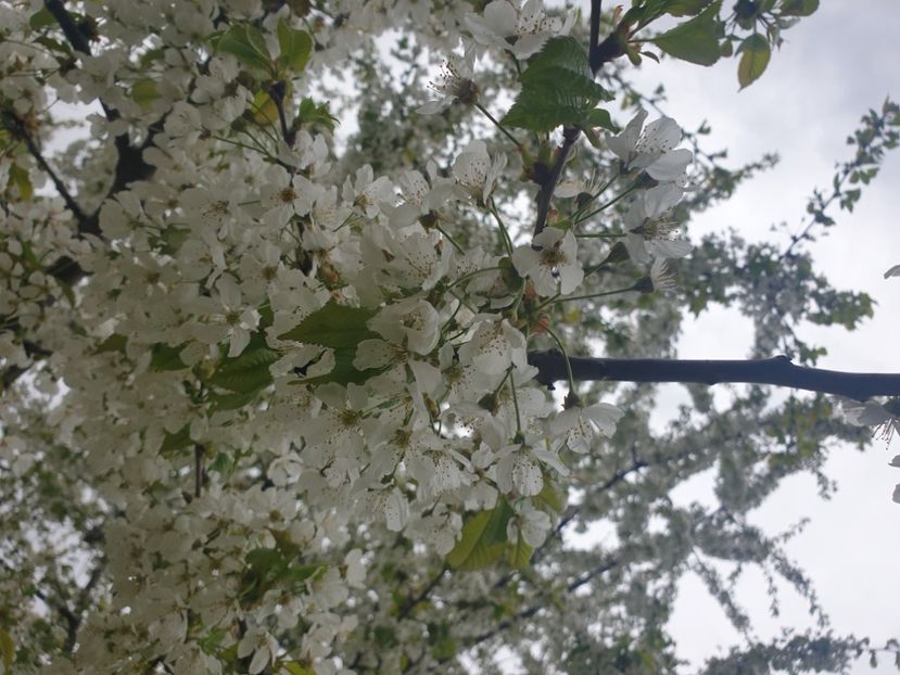  - - O - Fotografii x