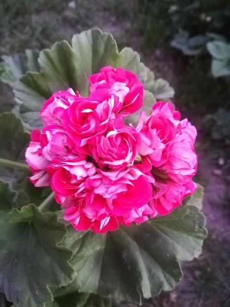 Scarlet Rosebud - A-Muscate 2021