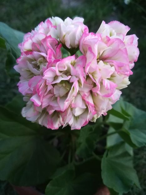Apple Blossom Rosebud - A-Muscate 2021