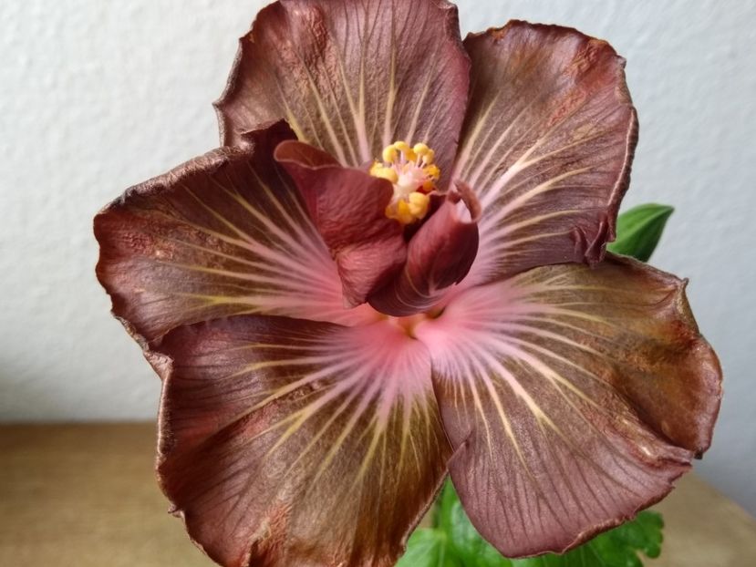  - Hibiscus din seminte 2020-2021