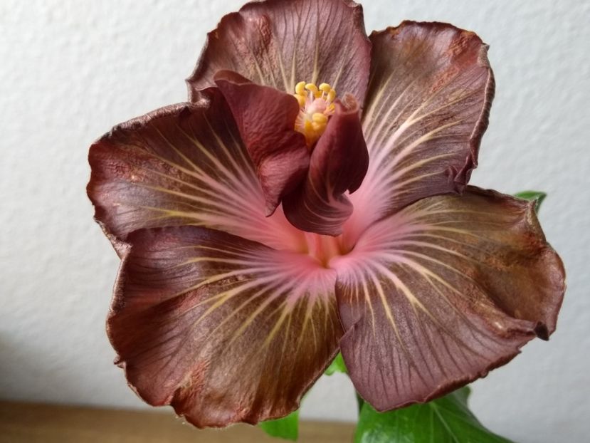 - Hibiscus din seminte 2020-2021