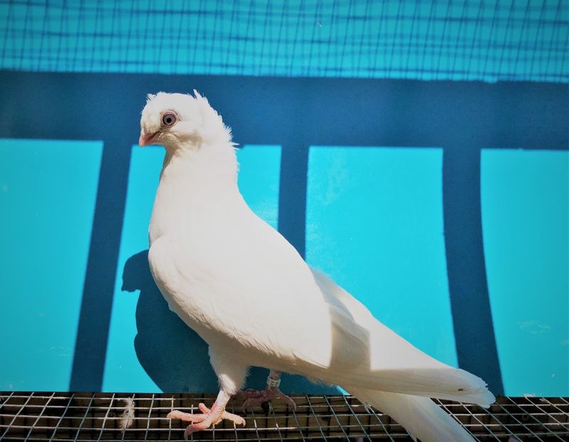 12311  mascul  2021_3 - pui 2021 BM