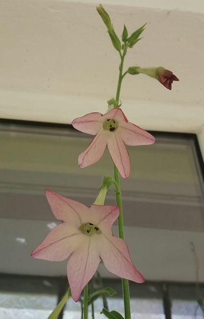 IMG-20210507- - Linişte şi flori