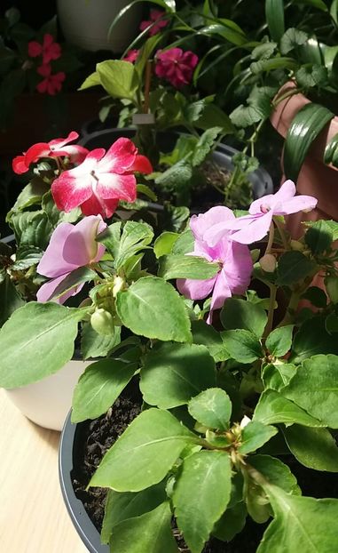  - Linişte şi flori