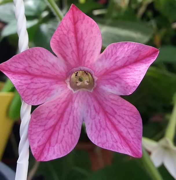  - Linişte şi flori