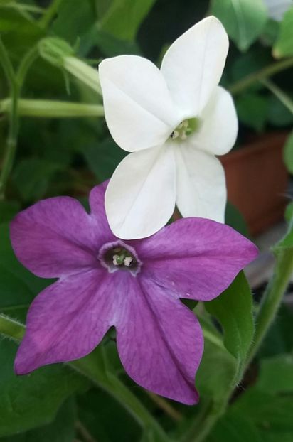  - Linişte şi flori