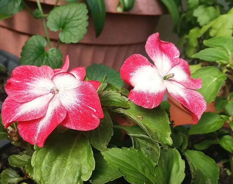  - Linişte şi flori