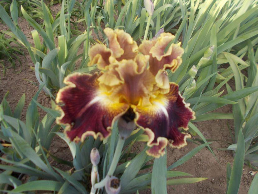 volcanic glow-16 - IRISI INALTI DISPONIBILI-2021