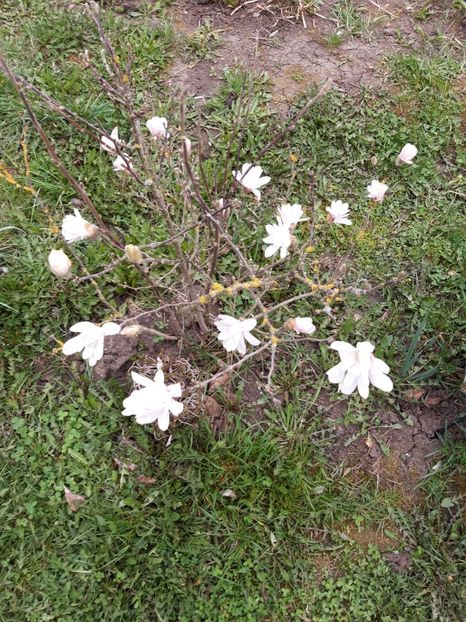  - magnoliile mele