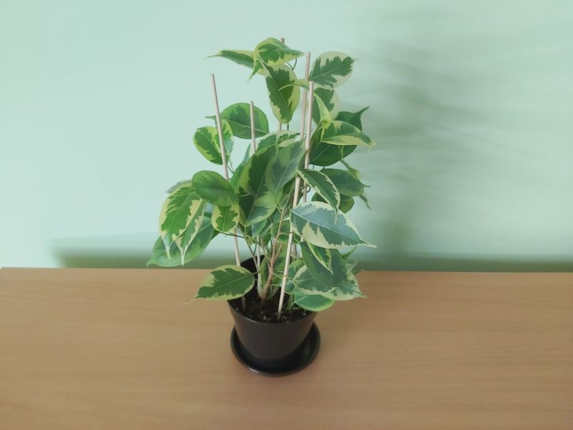  - Ficus benjamin variegat 2021