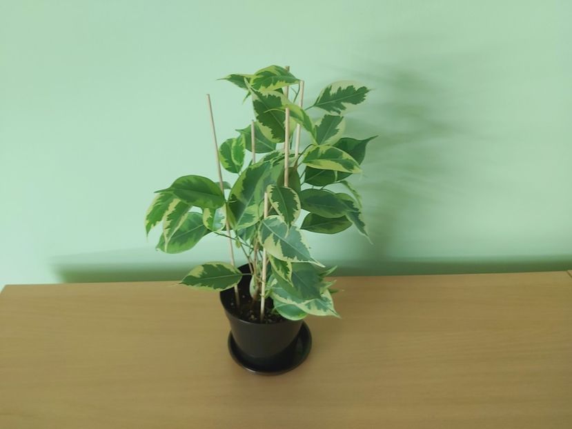  - Ficus benjamin variegat 2021