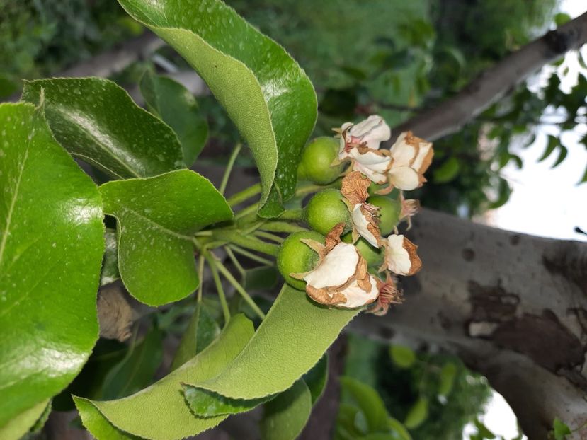 8 mai 2021 - Arabitka