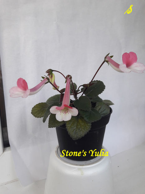Stone s Yulia(8-05-2021)' - Sinningii 2021