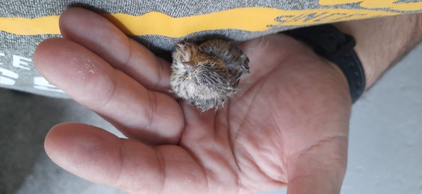  - Pui hibrizi scatiu africa 2021