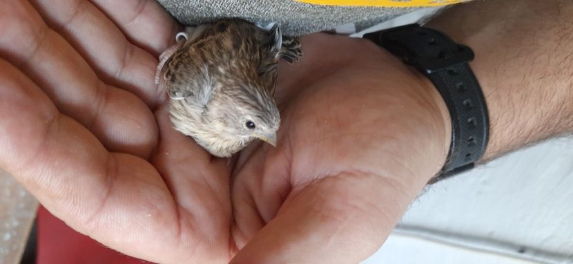  - Pui hibrizi scatiu africa 2021