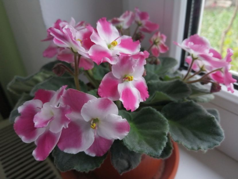  - NEFITOASE - doar - frumoase